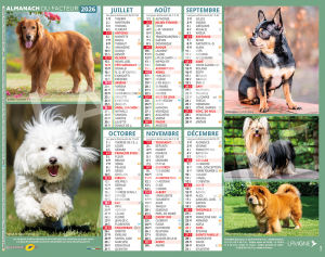CHIENS/CHIOTS MULTI RACES