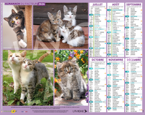 CHATONS MULTI PHOTOS