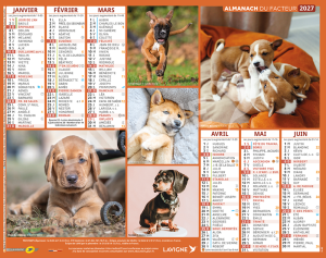 CHIENS/CHIOTS MULTI RACES