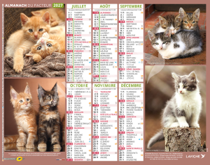 CHATONS MULTI PHOTOS