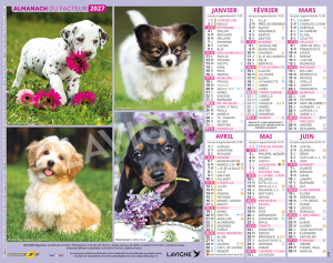 CHATONS CHIOTS MULTIPHOTOS